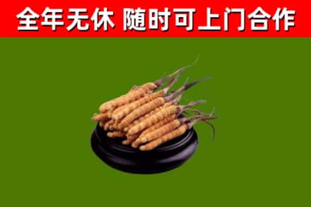 珙县区回收散虫草